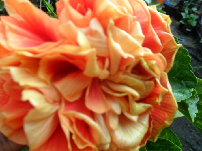 SAM_9475 - hibiscusi 2015-6