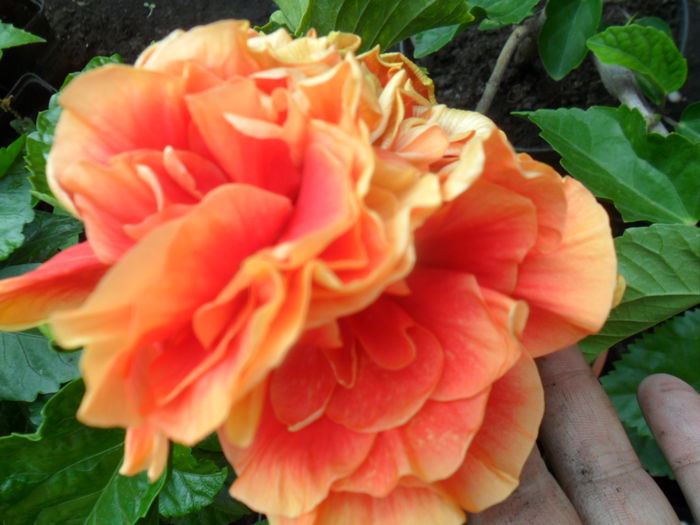 SAM_9477 - hibiscusi 2015-6