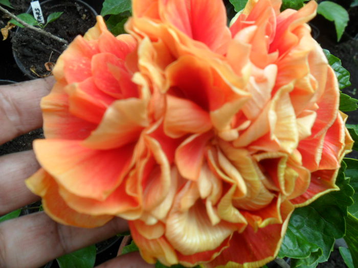 SAM_9479 - hibiscusi 2015-6