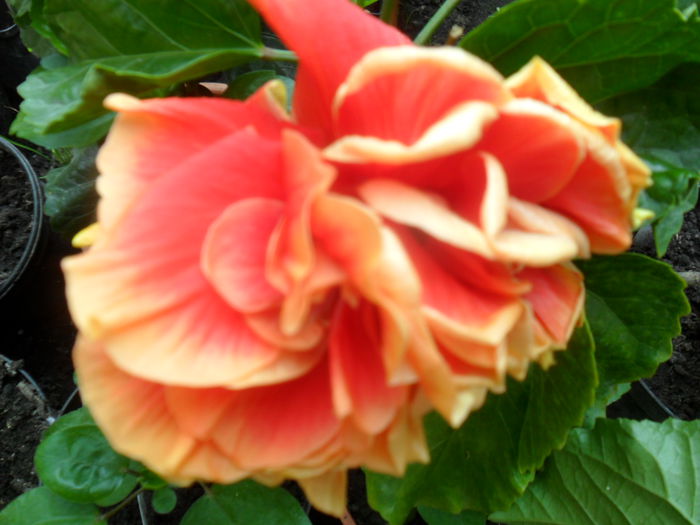 SAM_9480 - hibiscusi 2015-6