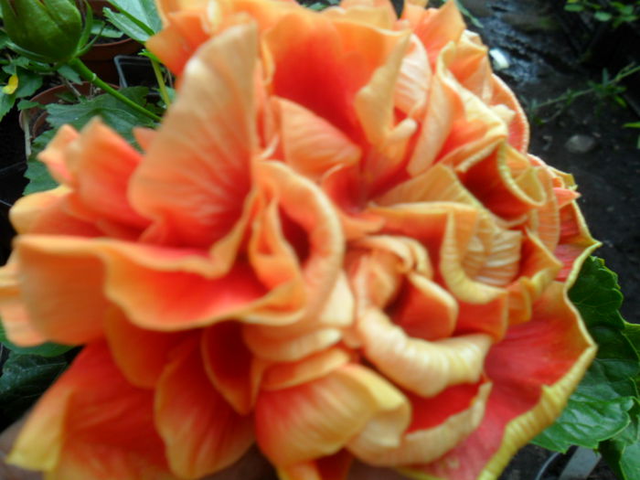 SAM_9482 - hibiscusi 2015-6