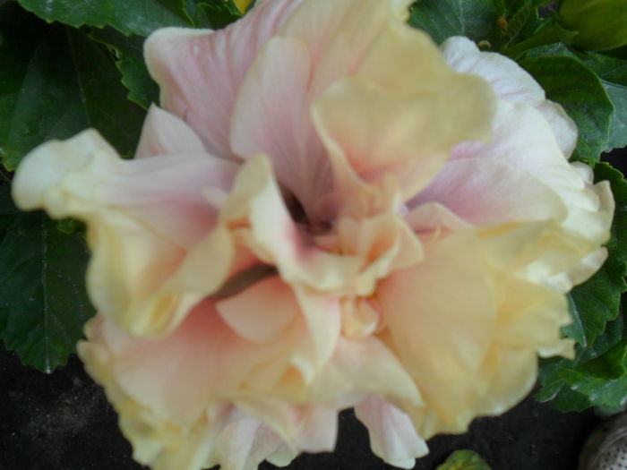 SAM_9485 - hibiscusi 2015-6