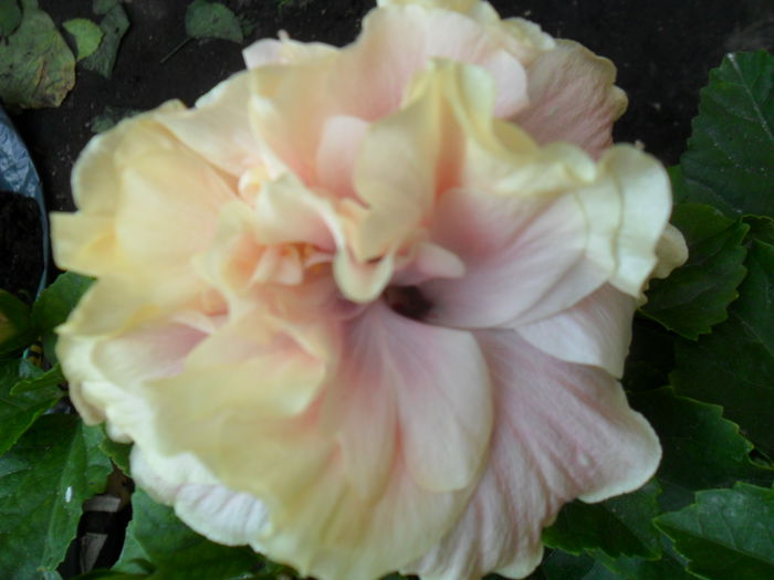 SAM_9486 - hibiscusi 2015-6