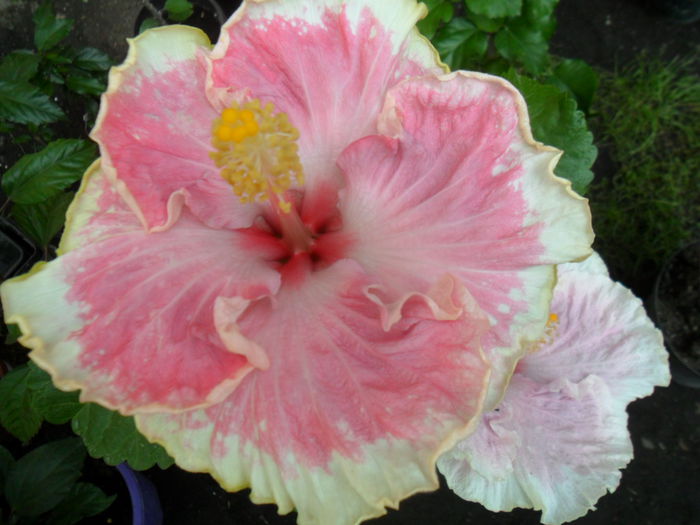 SAM_9489 - hibiscusi 2015-6