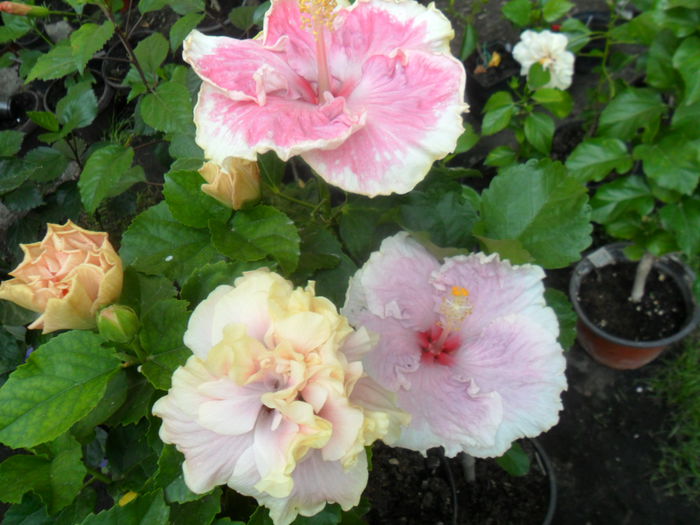 SAM_9492 - hibiscusi 2015-6