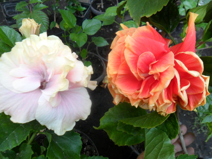 SAM_9496 - hibiscusi 2015-6