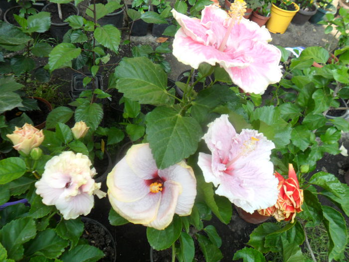 SAM_9500 - hibiscusi 2015-6