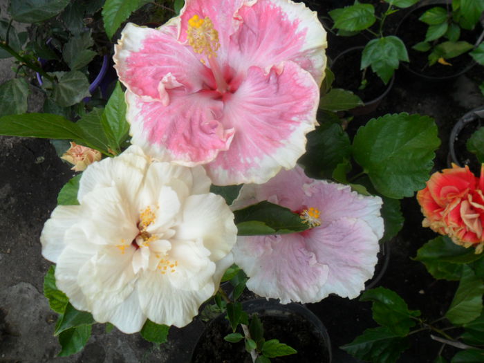 SAM_9501 - hibiscusi 2015-6