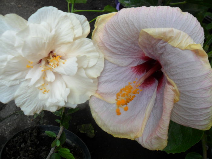 SAM_9503 - hibiscusi 2015-6