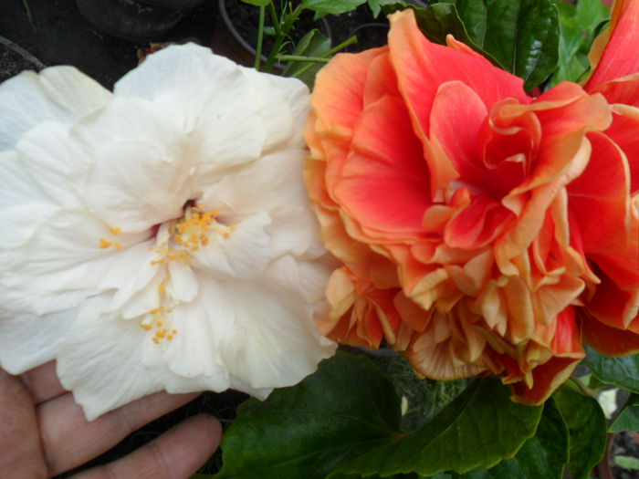 SAM_9505 - hibiscusi 2015-6