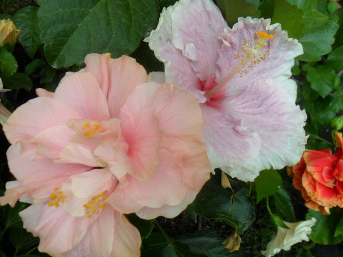 SAM_9507 - hibiscusi 2015-6