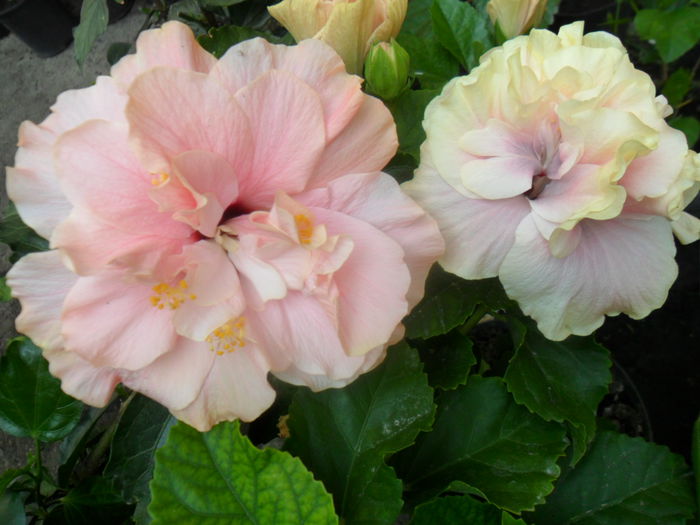 SAM_9508 - hibiscusi 2015-6