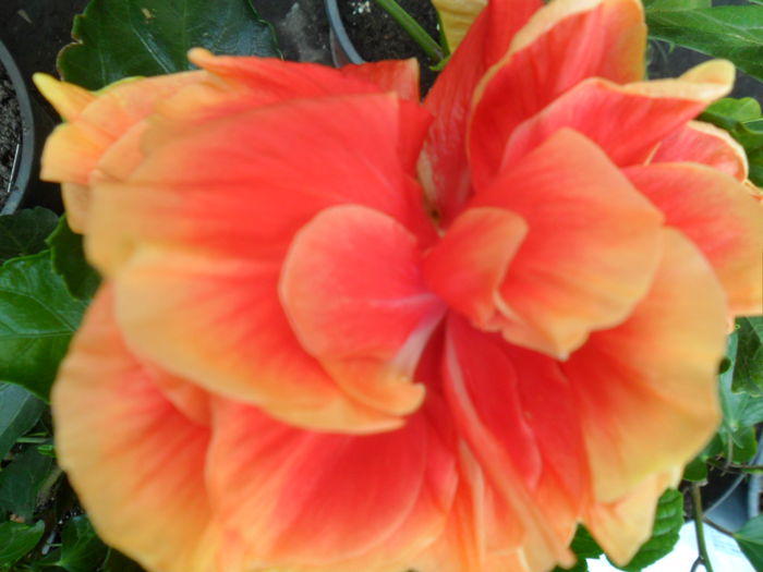 SAM_9513 - hibiscusi 2015-6