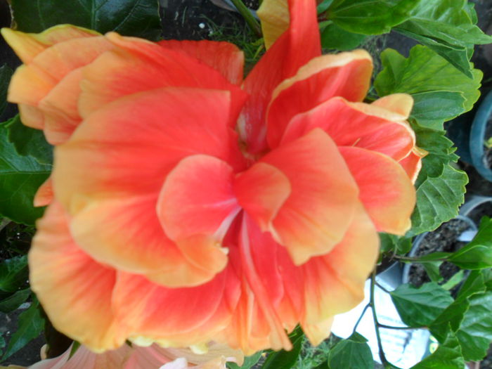 SAM_9514 - hibiscusi 2015-6