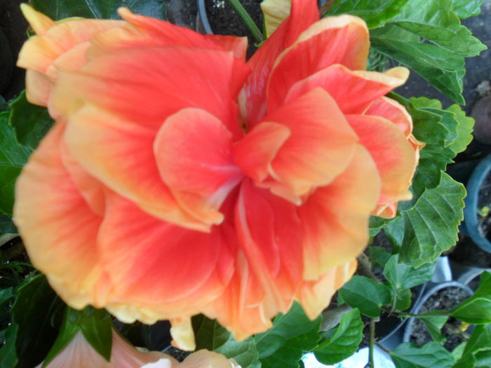 SAM_9515 - hibiscusi 2015-6