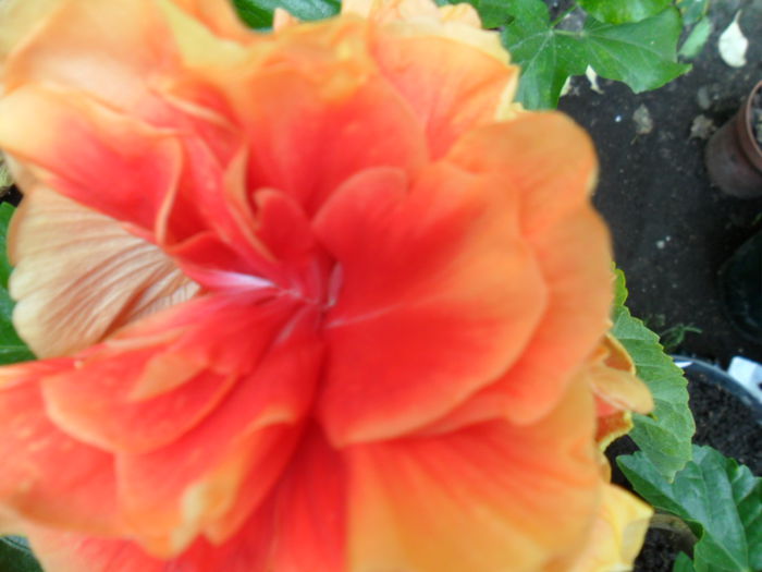 SAM_9516 - hibiscusi 2015-6