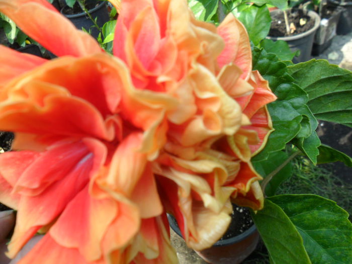 SAM_9520 - hibiscusi 2015-6