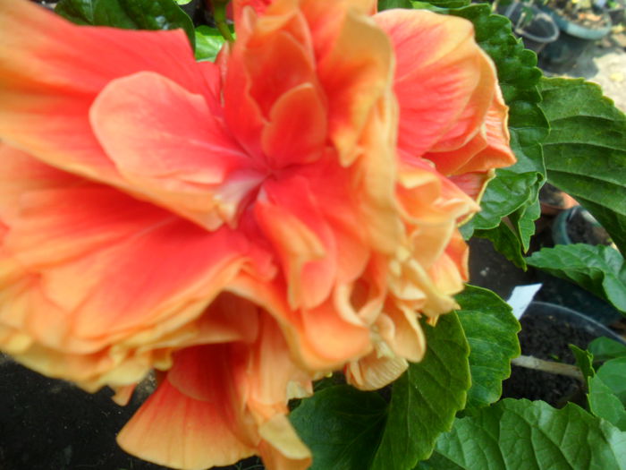 SAM_9523 - hibiscusi 2015-6