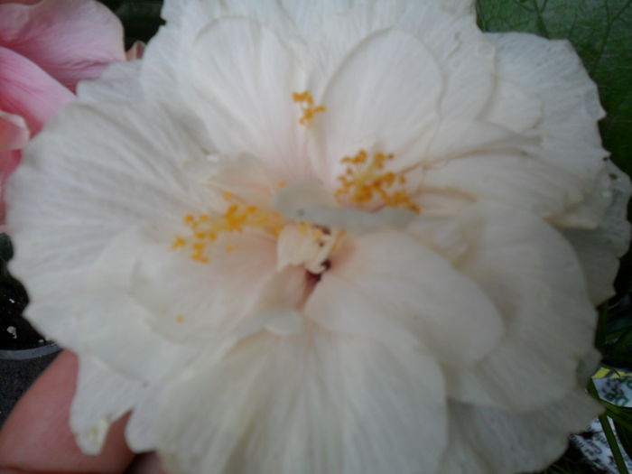 SAM_9536 - hibiscusi 2015-6