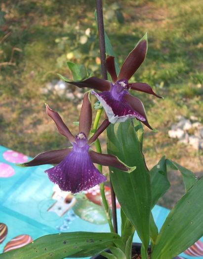 Zigopetalum 2015; E cumparata in 2014
