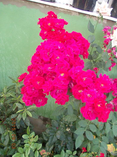 DSCN2718 - vara 2015