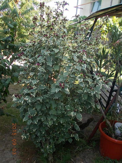 DSCN2720 - vara 2015