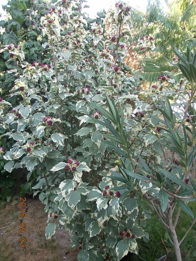 DSCN2723 - vara 2015