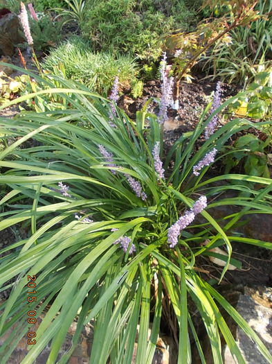 liriope muscari - vara 2015