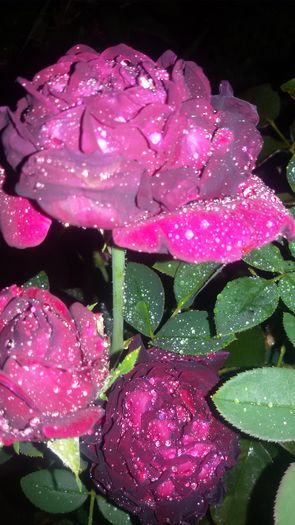 20150901_203451 - 1trandafiri 2014-2015