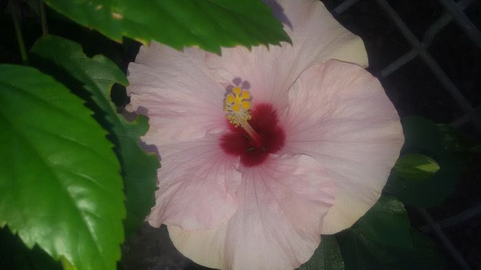 20150902_173857 - 7Hibiscus