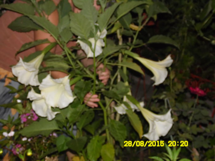 SAM_0416 - ESTE TIMPUL FLORILOR 2015