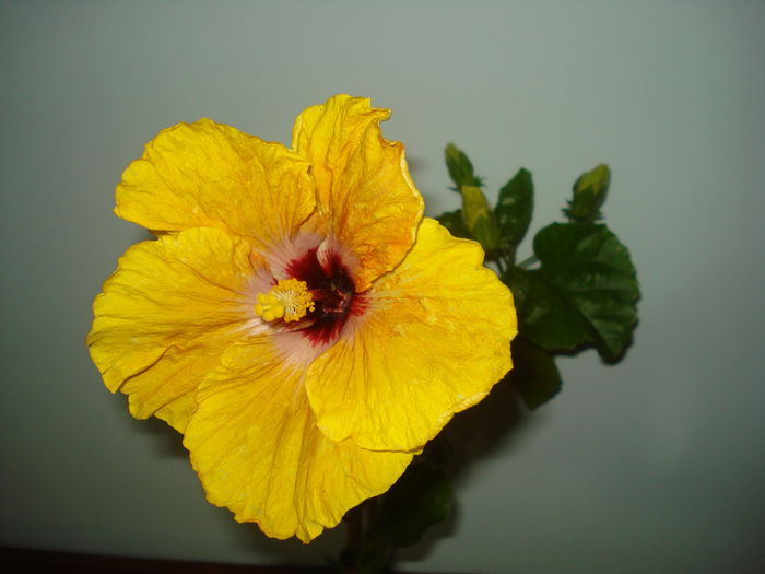 DSC03419 - Hibiscus Tahitian Dragon