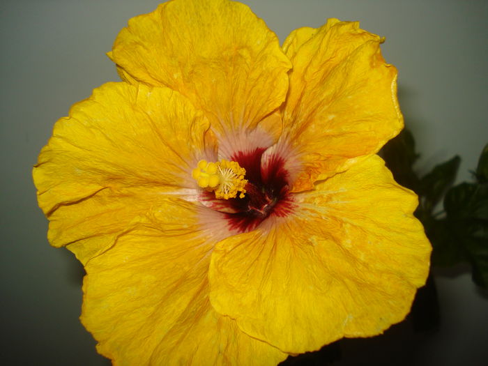 DSC03425 - Hibiscus Tahitian Dragon