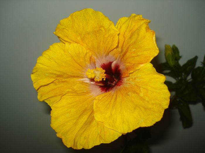DSC03427 - Hibiscus Tahitian Dragon