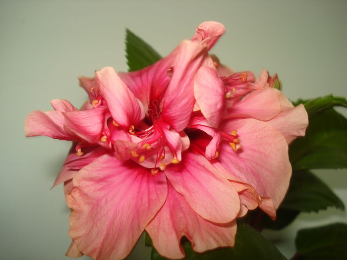 DSC03483 - Hibiscus Kona