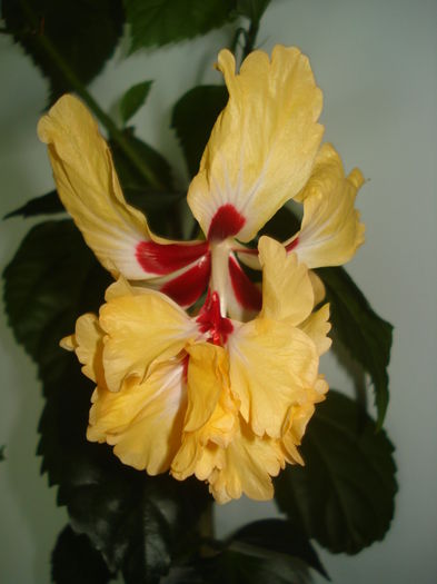 DSC03474 - Hibiscus El Capitolio Yellow