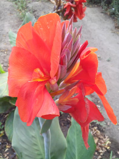 cana rosie - CANA Indica si alte flori de vanzare 2015