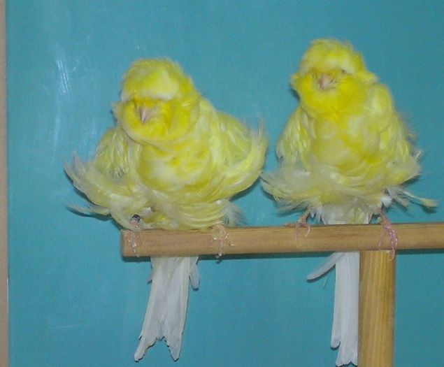 Canari rasa-frezat Parisian