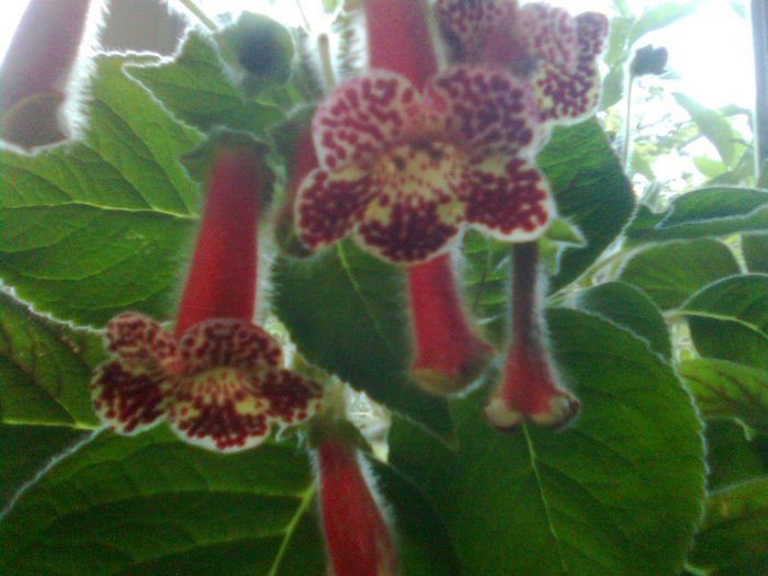 Imagine1948 - Kohlerii