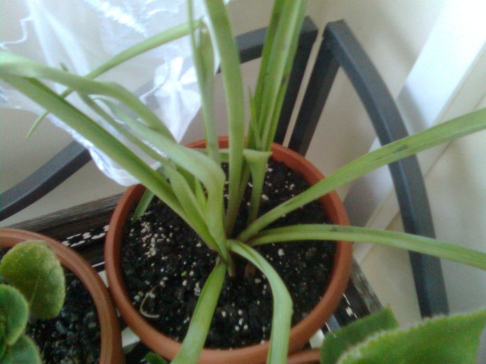 Imagine1957; Multumesc Camelia60
