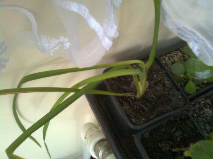 Imagine1966; Multumesc Camelia60
