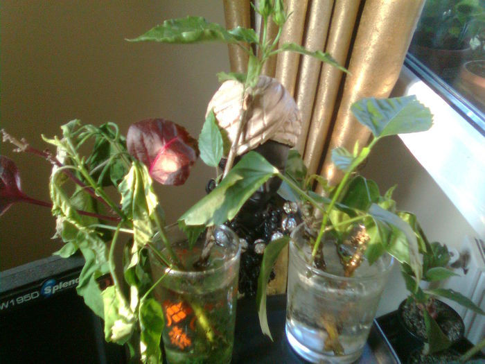 Imagine1968; Multumesc Doinabacau
