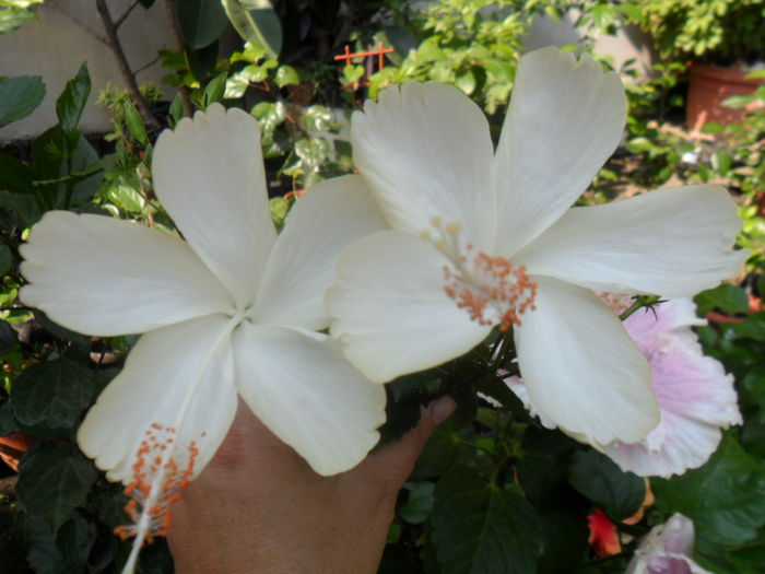 SAM_9555 - dainty white si dainty pink