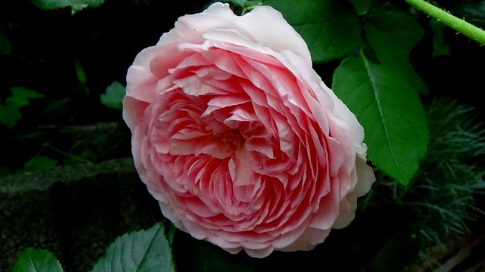 DSC03209 - Abraham Darby