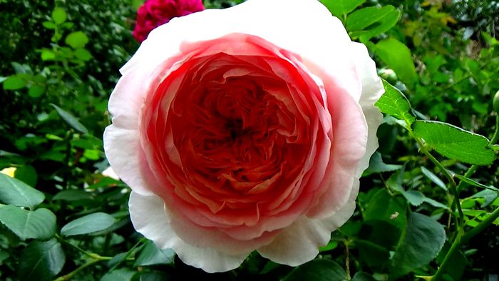 DSC03212 - Abraham Darby