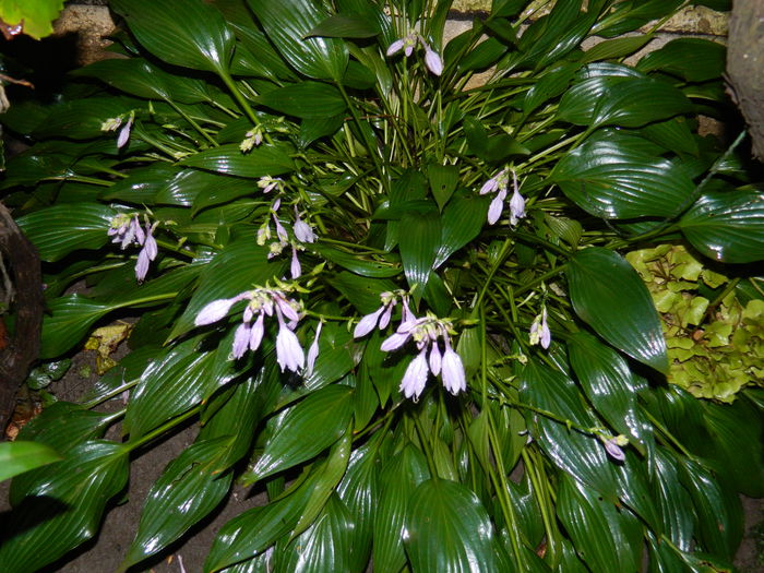 DSCN6932 - 2015_SEPTEMBRIE