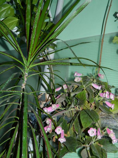 DSCN6933 - 2015_SEPTEMBRIE