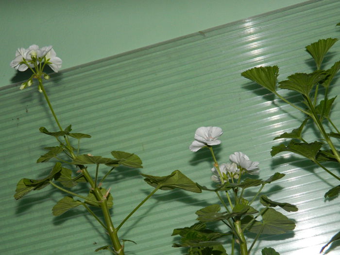 DSCN6935 - 2015_SEPTEMBRIE