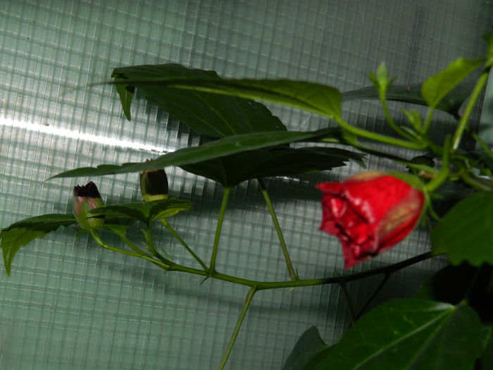 DSCN6938 - 2015_SEPTEMBRIE