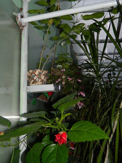 DSCN6940 - 2015_SEPTEMBRIE